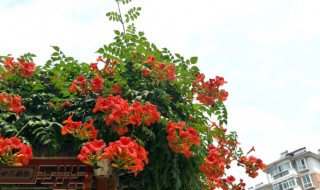 凌霄花种植季节是什么时候（凌霄花什么时候种植最适宜）