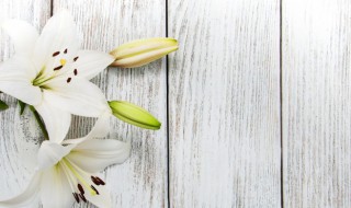 怎么让百合花开的更久（怎样才能让百合花开的持久）