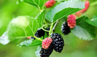 桑葚的季节是什么时候（桑葚的季节是哪月份）