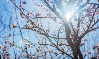 梅花移栽季节是什么时候 梅花适合几月份移栽