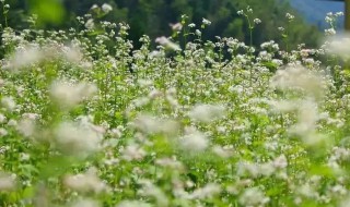 荞麦花什么时候季节开（荞麦花什么季节开?）