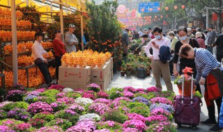 长寿冠海棠想开花的时候能浇水吗 长寿冠海棠开花后需要修枝吗