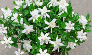 栀子花冬天需要施肥吗 栀子花冬季需要施肥吗