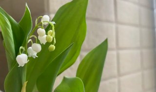 铃兰花什么时候月份什么季节开花 铃兰花什么时候月份什么季节开花呢