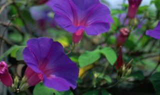 牵牛花一般几月份开花（牵牛花在几月份开花）