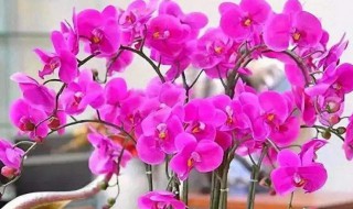 蝴蝶兰什么时候开花季节（蝴蝶兰开花的季节是什么季节）