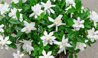 北方栀子花什么时候开（北方的栀子花什么时候开）