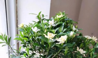 栀子花什么时候开花一年开几次（栀子花什么时候开花一年开几次呀）