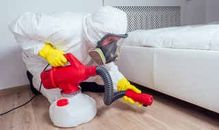 家里怎么会突然有衣鱼 家里出现衣鱼