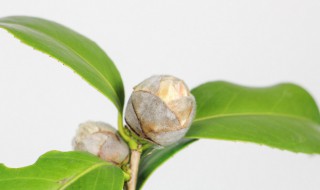 山茶花什么时候开花季节 山茶花什么时候开花什么季节开花