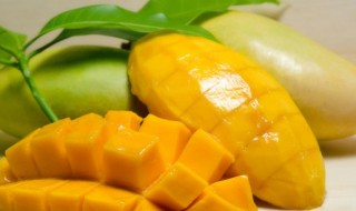 什么时候芒果成熟季节（芒果什么时候什么季节成熟）