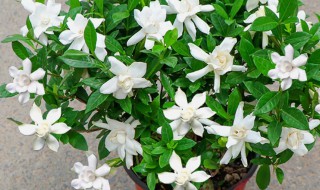 栀子花秋季如何施肥（栀子花秋季怎么施肥）