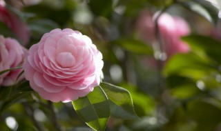 茶花开花时可以施肥吗（茶花开花时要追肥吗）