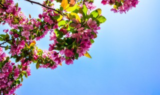 毛灯笼花开花时能施肥吗（灯笼花花期可以施肥吗）