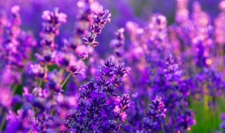 柳叶马鞭草和薰衣草的区别 马鞭草属于薰衣草吗