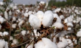棉花采收的季节是什么时候（棉花一般几月份收获）
