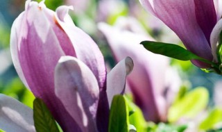 玉兰花开的时候是什么季节 玉兰花开花的季节