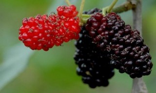 桑椹几月份成熟是什么季节 桑葚季节是什么时候