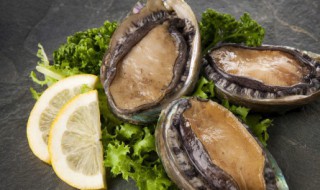 小鸡考考你鲍鱼是鱼类吗 小鲍鱼是指什么