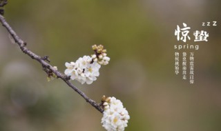 惊蛰时节为什么蛰伏的昆虫们会纷纷出洞