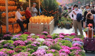 勿忘我花籽什么时候种(勿忘我花种子长什么样)