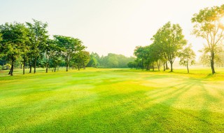 请问草种子几天发芽（草种子播种后多久会发芽）