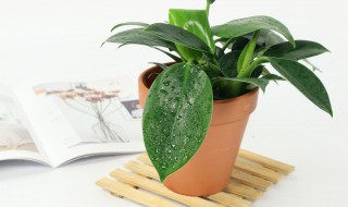 金钻适合在室内养吗（金钻在室内养好吗）