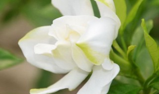 栀子花什么时候开花爱问知识人 栀子花什么时候开花?