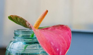 家里养的红掌花枯萎了怎么办(红掌花枯萎了还能活吗)