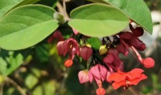 龙吐珠开花时能施肥吗（龙吐珠花期怎样施肥）