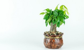 室内发财树需要光照吗（室内光照不足发财树怎么养）