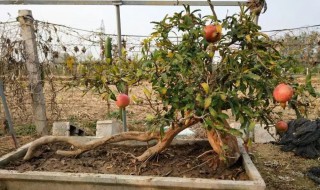 盆栽石榴树在室内怎么过冬 石榴树盆景冬天怎么养