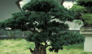 罗汉松适合室内养吗（罗汉松养室内好还是养室外）