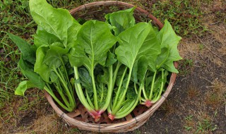 菠菜种植方法和时间 菠菜种植时间及技术要点