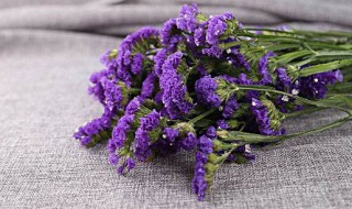 勿忘我春天可以种吗（勿忘我冬天开花吗）