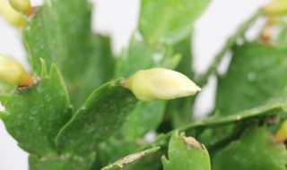 蟹爪兰开花时能施肥吗 蟹爪兰开花的时候可以施肥吗