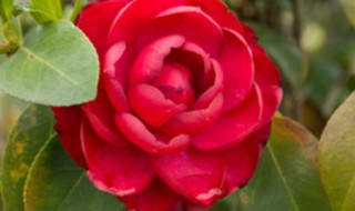 茶花开花期间能施肥吗(茶花开花期间施什么肥)