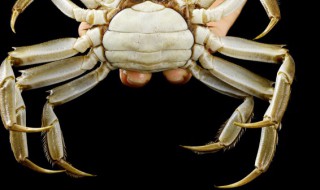 螃蟹买回来可以直接放冰箱冷冻吗（螃蟹冷冻冰箱保存吗）