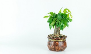 室内如何养好发财树（发财树种在室内怎么养）