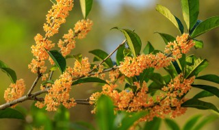 桂花树叶子枯死了怎么办（桂花树枯叶是怎么回事）