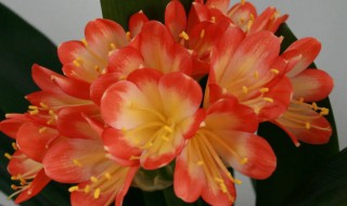 君子兰开花时能施肥吗 君子兰开花期间能施肥吗