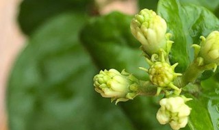 茉莉花适合在室内养吗（双色茉莉花适合在室内养吗）