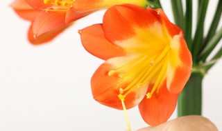 君子兰适合在室内养吗（君子兰适合在室外养吗）