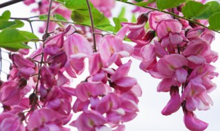 紫藤树苗怎么种植 紫藤树的种植方法