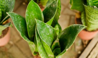 虎皮兰怎么种植 刚买回来的虎皮兰怎么种植