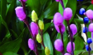 银柳怎么种植（银柳如何种植）