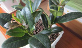 橡皮树怎么种植 橡皮树怎么生根