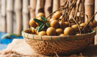 桂圆种子怎么种植（桂圆种子怎么种植水温）