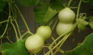 怎样去除葫芦里的怪味 怎样去除葫芦瓤里面的臭味