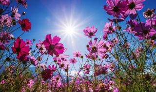 格桑花种子怎么种植 格桑花种子怎么种植方法